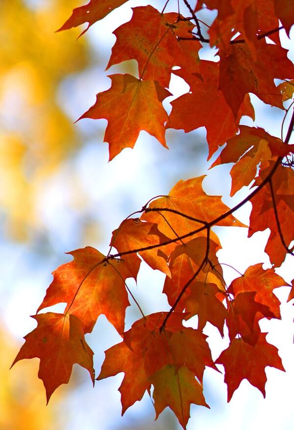 افق پر مدھم نارنجی روشنی کے ساتھ شہر کا منظر